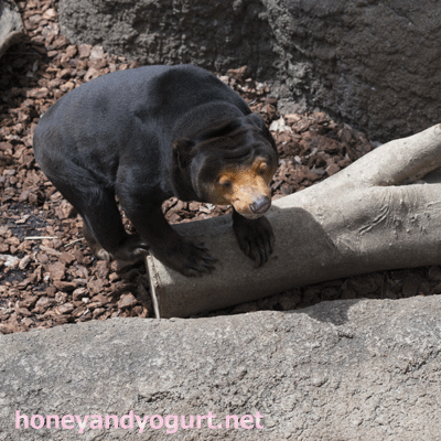 上野動物園　マレーグマ　キョウコ