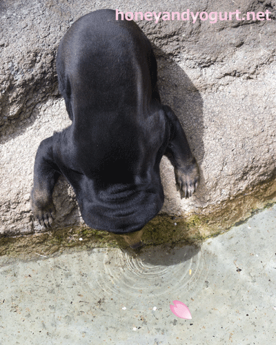 上野動物園　マレーグマ　キョウコ