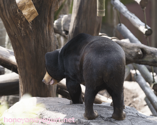 上野動物園　マレーグマ　キョウコ