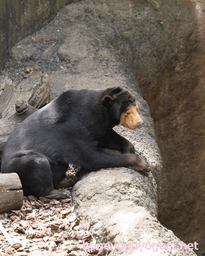 上野動物園　マレーグマ　キョウコ