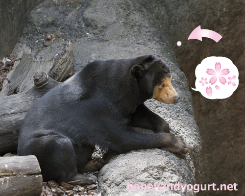 上野動物園　マレーグマ　キョウコ