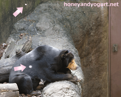 上野動物園　マレーグマ　キョウコ