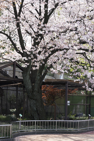 上野動物園　園内　桜
