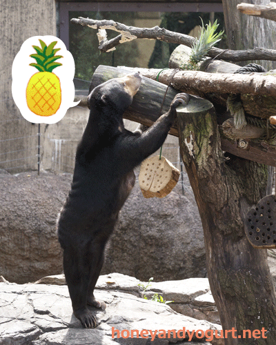 上野動物園　マレーグマ　モモコ