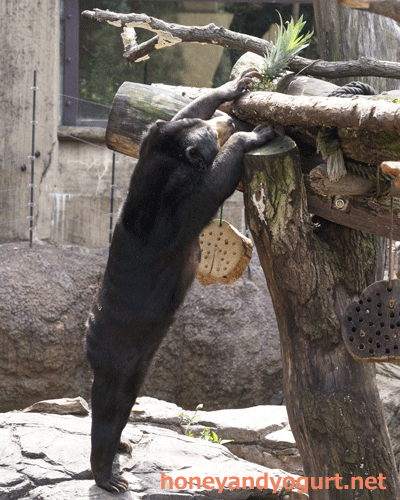 上野動物園　マレーグマ　モモコ