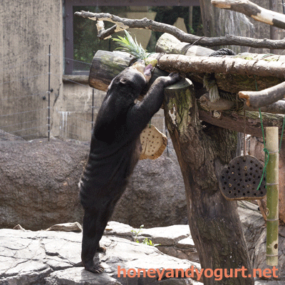 上野動物園　マレーグマ　モモコ