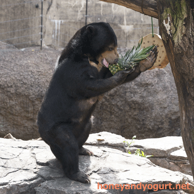 上野動物園　マレーグマ　モモコ