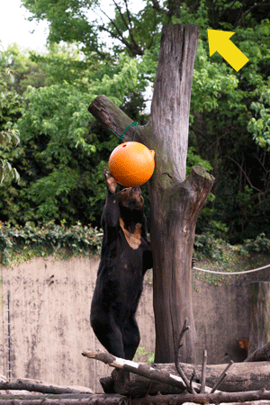 上野動物園　マレーグマ　キョウコ