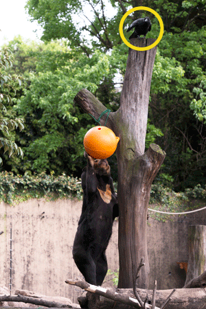 上野動物園　マレーグマ　キョウコ
