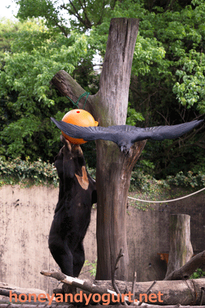 上野動物園　マレーグマ　キョウコ