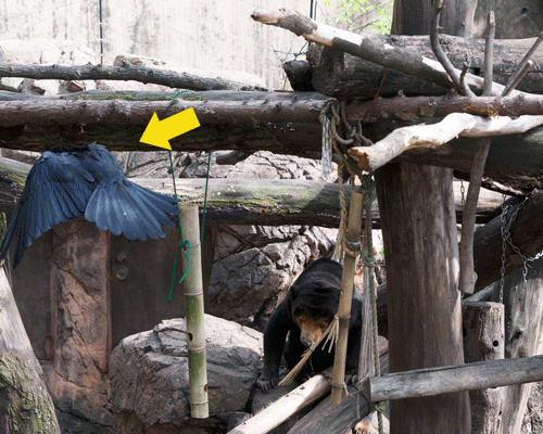 上野動物園　マレーグマ　キョウコ