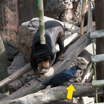 上野動物園　マレーグマ　キョウコ