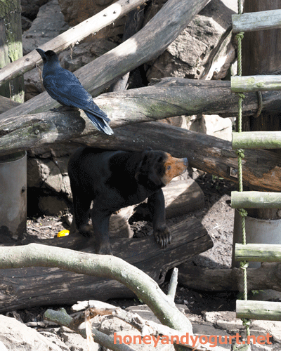 上野動物園　マレーグマ　キョウコ