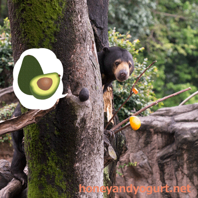 上野動物園　マレーグマ　モモコ