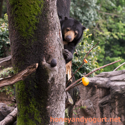 上野動物園　マレーグマ　モモコ