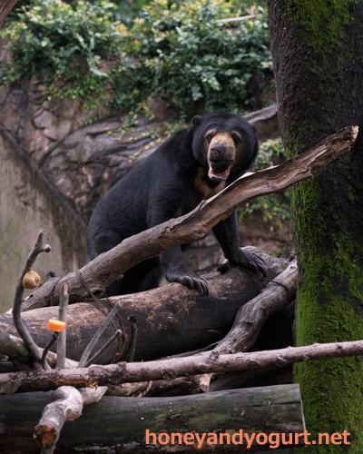 上野動物園　マレーグマ　モモコ