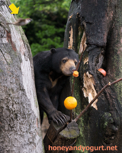 上野動物園　マレーグマ　モモコ