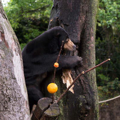 上野動物園　マレーグマ　モモコ