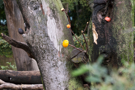 上野動物園　マレーグマ舎