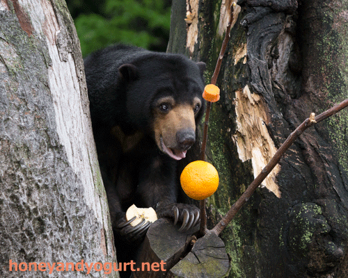 上野動物園　マレーグマ　モモコ