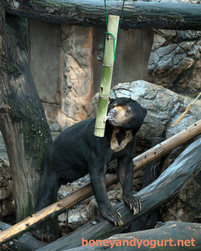 上野動物園　マレーグマ　アズマ