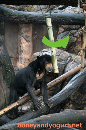 上野動物園　マレーグマ　アズマ