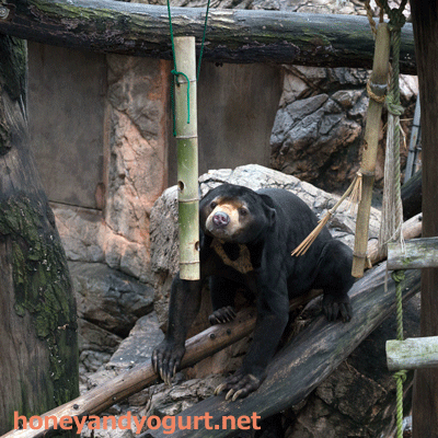 上野動物園　マレーグマ　アズマ