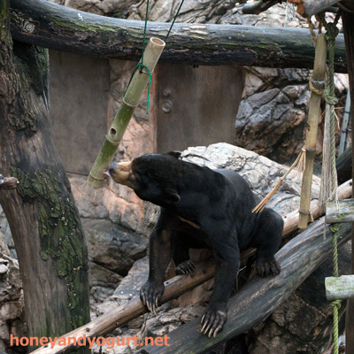 上野動物園　マレーグマ　アズマ