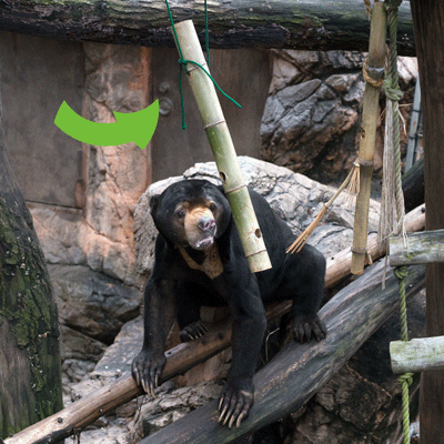 上野動物園　マレーグマ　アズマ