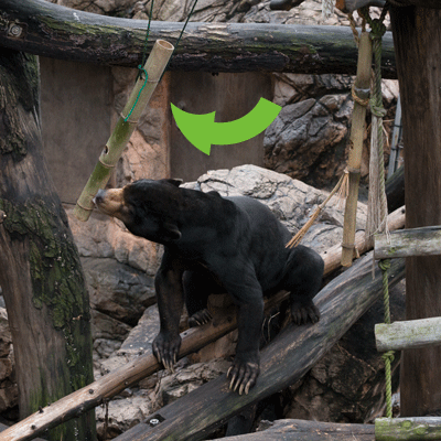 上野動物園　マレーグマ　アズマ