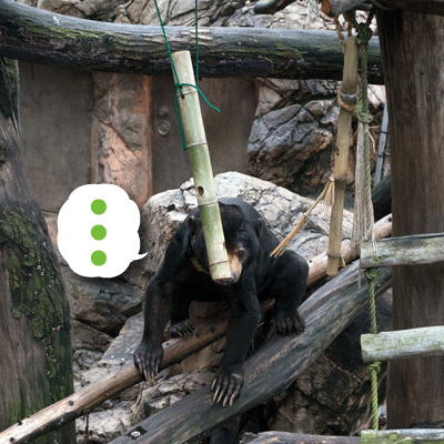 上野動物園　マレーグマ　アズマ