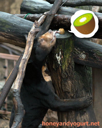 上野動物園　マレーグマ　アズマ