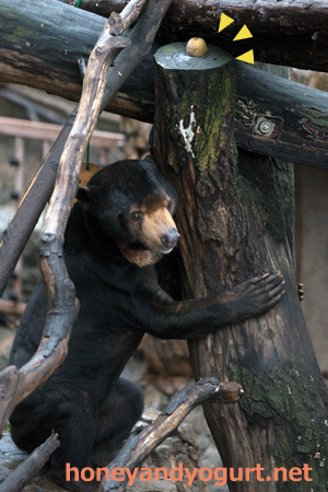 上野動物園　マレーグマ　アズマ