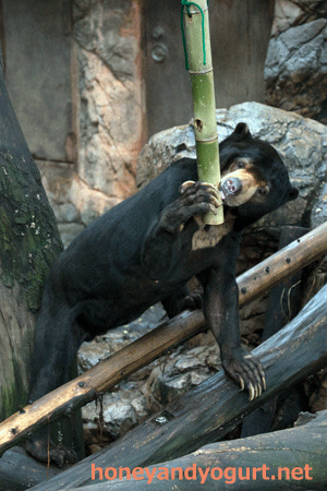 上野動物園　マレーグマ　アズマ
