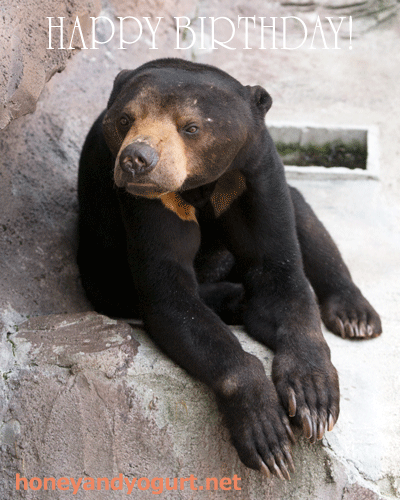 天王寺動物園　マレーグマ　マーズ