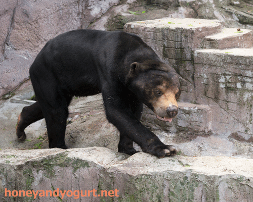 天王寺動物園　マレーグマ　マーズ