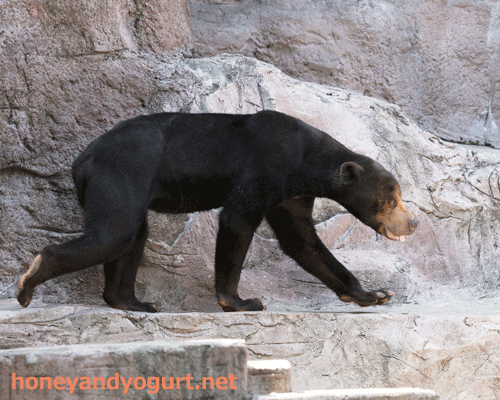 天王寺動物園　マレーグマ　マーズ