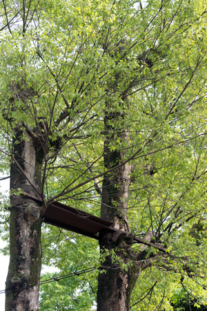 上野動物園 マレーグマ舎