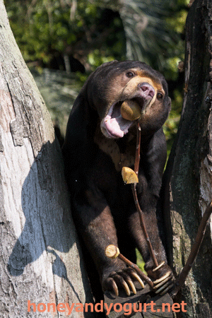 上野動物園 マレーグマ アズマ