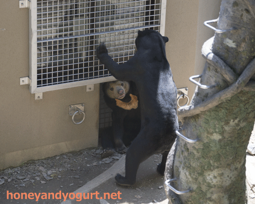 福岡市動物園　マレーグマ　サニー　マチ