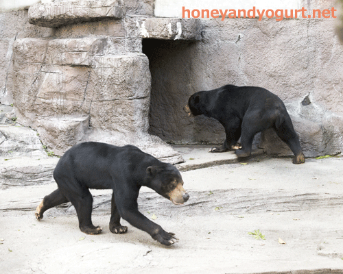 天王寺動物園 マレーグマ マーズ マーサ