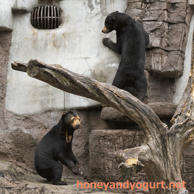 天王寺動物園 マーズ マーサ