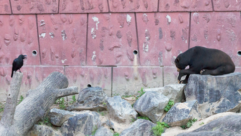 東山動物園　マレーグマ舎
