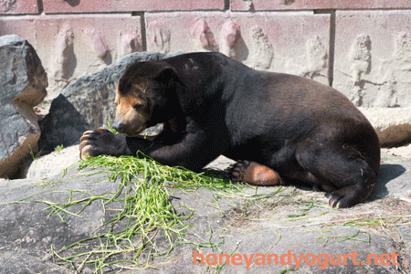 東山動物園 マレーグマ マー君