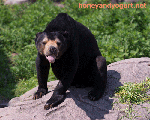 東山動物園 マレーグマ マーチン