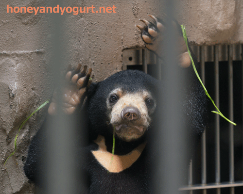 東山動物園 マレーグマ マーネ