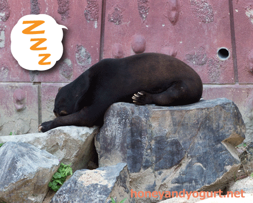 東山動物園　マレーグマ　マー君