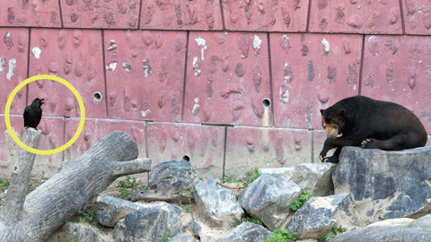 東山動物園　マレーグマ　マー君