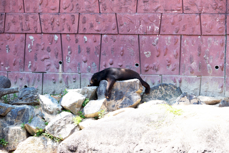 東山動物園　マレーグマ舎