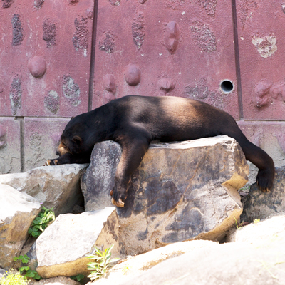 東山動物園　マレーグマ　マー君